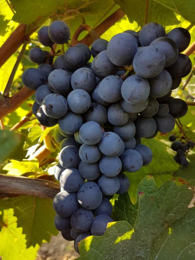Weingut & Gaestehaus Nagel Kapellen-Drusweiler Ngoại thất bức ảnh