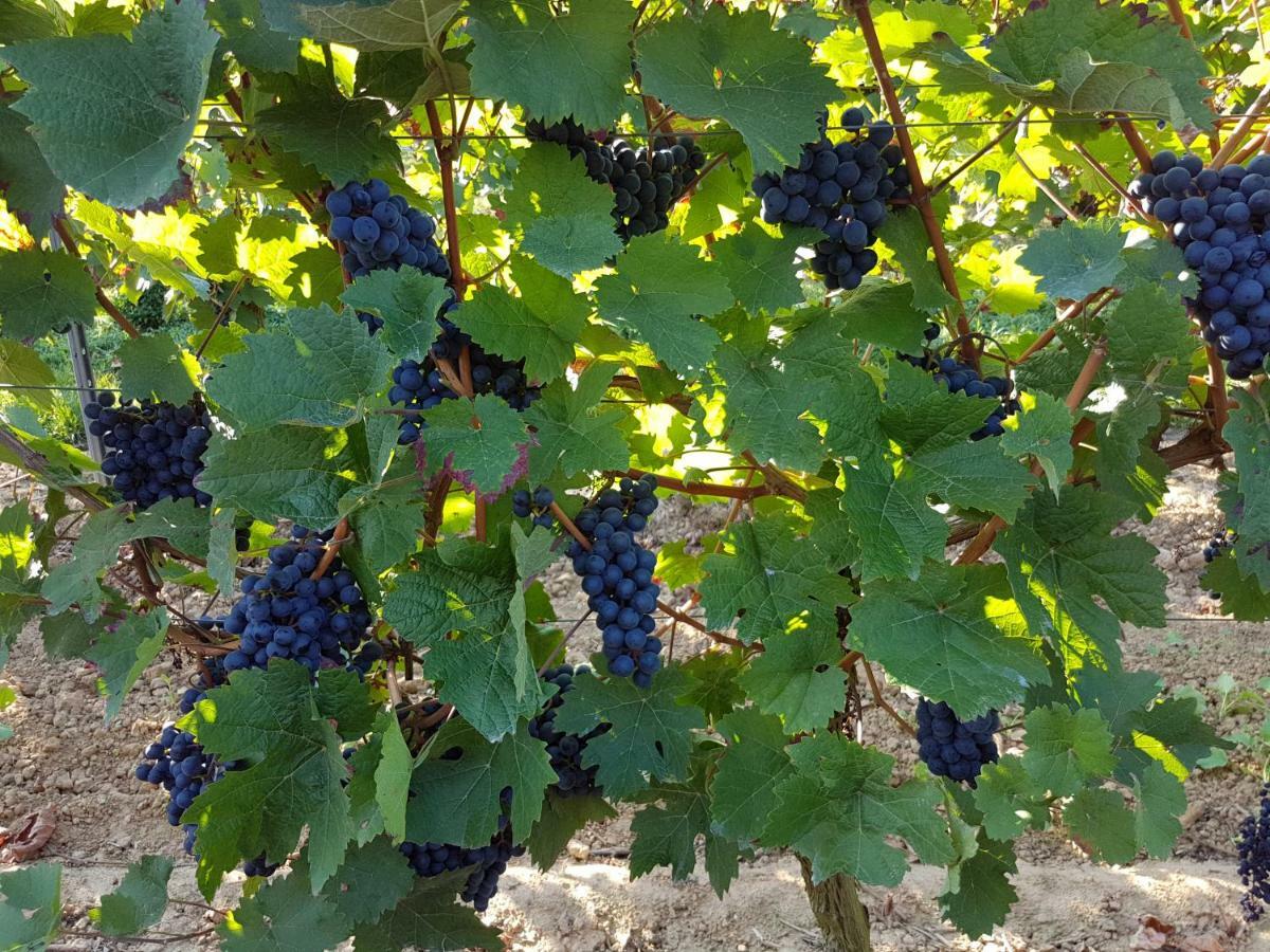 Weingut & Gaestehaus Nagel Kapellen-Drusweiler Ngoại thất bức ảnh